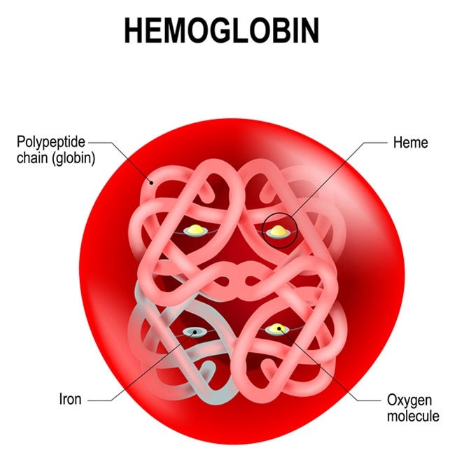 Red blood cell with hemoglobin. Image Credit: Designua / Shutterstock