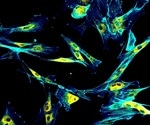 What is the Actin Cytoskeleton?
