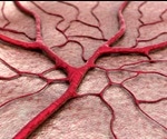 Blood flow defies the laws of fluid dynamics