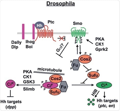 Drosophila Hh signal transduction pathway (Chen and Jiang, 2013). The mature Hh molecule reaches Hh receiving cells by binding with HSPGs, such as Dally and Dally-like (Dlp). In the absense of Hh, Ptc inhibits Smo allowing Ci to be phosphorylated by PKA, CK1 and GSK3. These phosphorylation events target Ci to a partial proteolytic cleavage (mediated by Slimb/β TRCP) to generate the repressor form (Ci-R). Binding of Hh to its receptor Ptc and co-receptor Ihog releases Ptc inhibition on Smo, which undergoes phosphorylation mainly by PKA and CK1. Consequently, Smo accumulates at the cell surface recruiting the Cos2-Fu-Ci complex. Here, according to the amount of Hh received by the cell, phosphorylation events on Cos2 and Fu regulate the activation of Ci and therefore of the pathway itself.