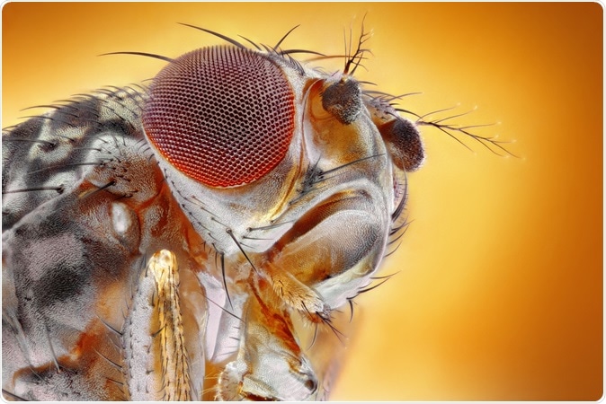 Microscopic extreme sharp and detailed image of head and eye of a fruit fly (Drosophila melanogaster). Image Credit: Tomatito / Shutterstock