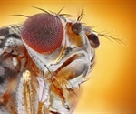 Male fruit flies like sex and alcohol