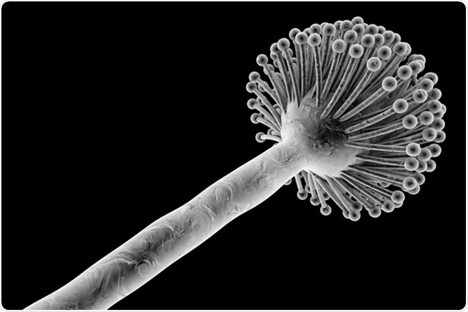 Fungi Aspergillus niger isolated on black background, black mold, which produce aflatoxins, cause pulmonary infection aspergillosis. Black-and-white image. Image Credit: Kateryna Kon / Shutterstock