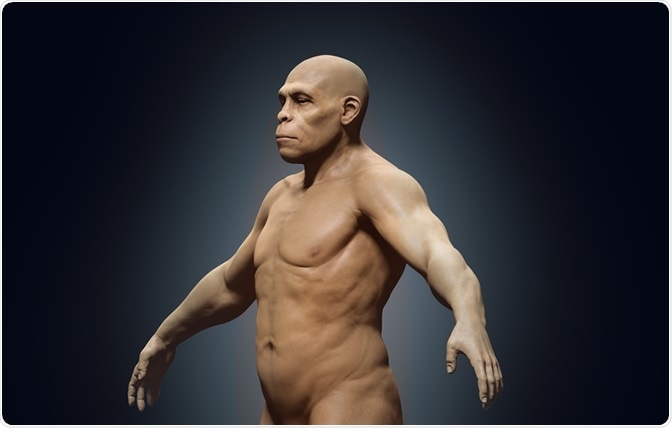 A 3D rendering of a homo sapiens ancestor - homo erectus