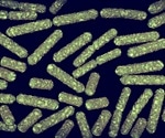 Researchers trigger E. coli’s toxin-antitoxin system to inhibit bacterial growth