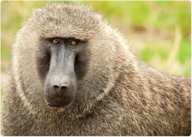 Olive baboon. Image Credit: Brina L. Bunt / Shutterstock