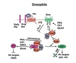 An Overview of Hedgehog Signaling Pathway