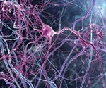 Study identifies neurons involved in control of aggression