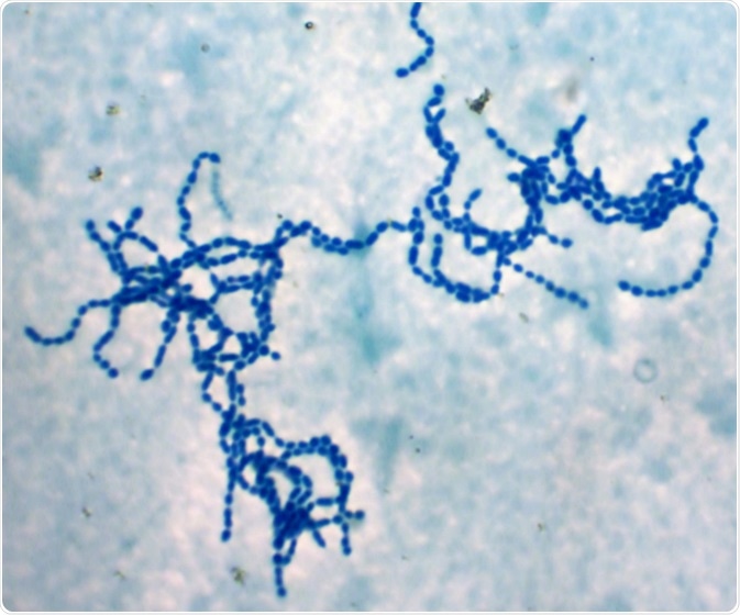 Bacterial cells chains
