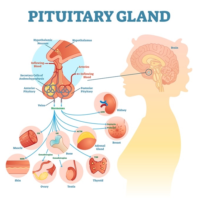 Pituitary gland anatomical illustration with brain and hormone types. Image Credit: Vector Mine / Shutterstock