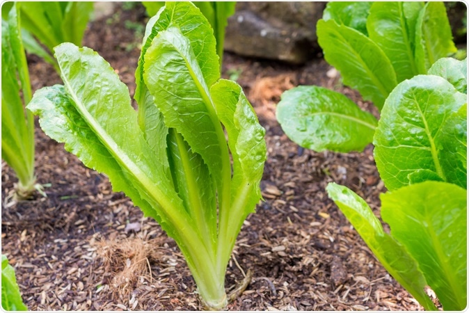 Green Romain or cos lettuce plant. Image Credit: Kwangmoozaa / Shutterstock