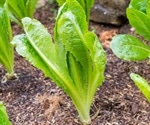Romaine lettuce contamination possibly towards conclusion says CDC