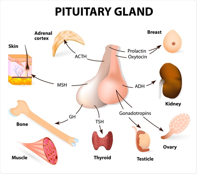 Pituitary hormone functions. Image Credit: Designua / Shutterstock