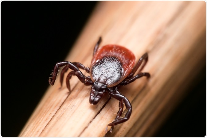 Close up photo of adult female deer tick crawling on piece of straw. Image Credit: Steven Ellingson / Shutterstock