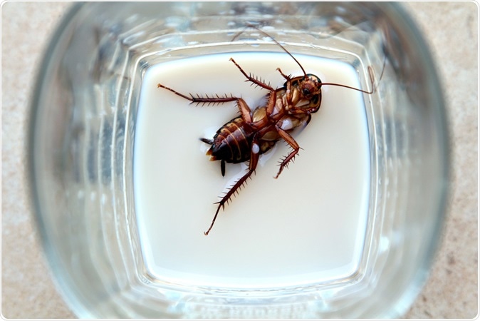 A cockroach on its back in an almost empty glass of milk. Image Credit: SAPhotog / Shutterstock