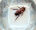 Cockroach milk may sound yucky but could be the next big 'superfood'