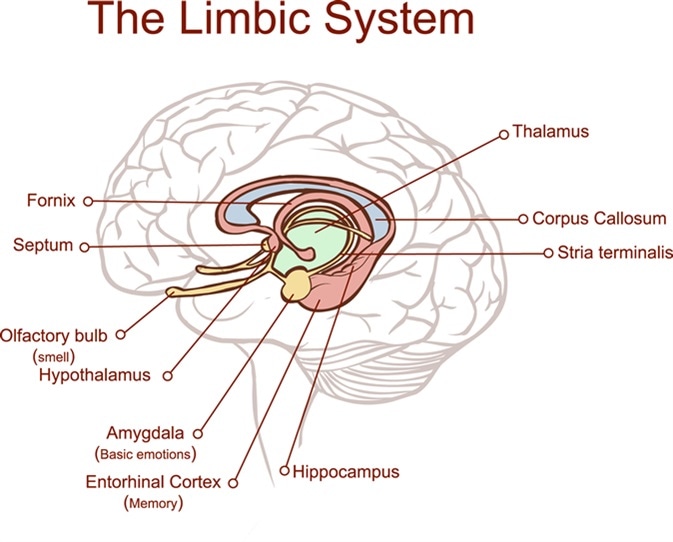 Cross section through the brain showing the limbic system and all related structures. Image Credit: Corbac40 / Shutterstock