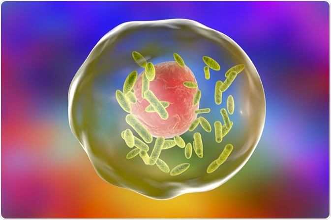 Bacteria Coxiella burnetii (small green) inside human cell, 3D illustration. Gram-negative bacteria which cause Q fever transmitted to humans by sheep, goats and cattle. Image Credit: Kateryna Kon / Shutterstock