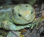 Lizards with bright green blood baffle scientists