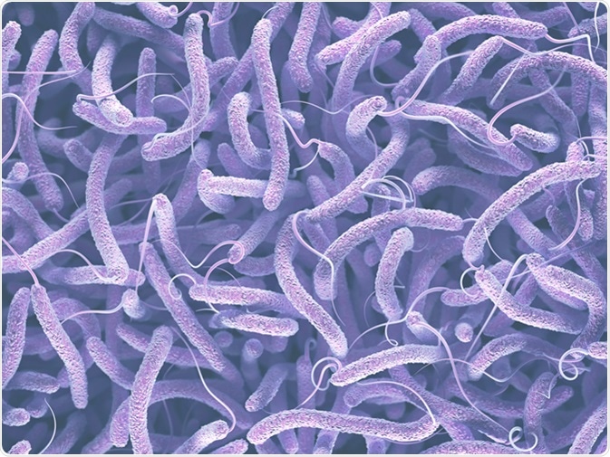 Vibrio cholerae, Gram-negative bacteria. 3D illustration of bacteria with flagella. Image Credit: ktsdesign / Shutterstock