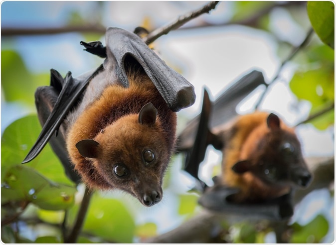 Fruit Bats. Image Credit: Jeffrey Paul Wade / Shutterstock