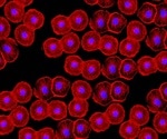 Researchers use spheroids to screen for potential cancer drugs