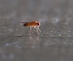 Drosophila as a Model Organism