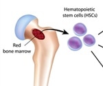 Hematopoiesis Process