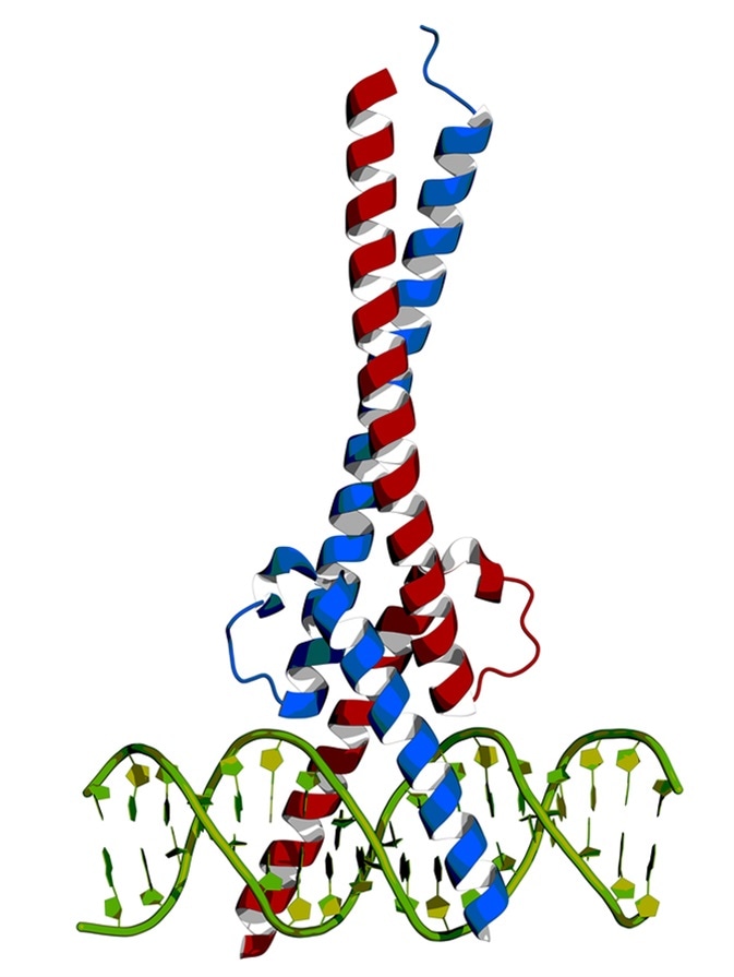 c-Myc and Max transcription factors bound to DNA. Image Credit: Petarg / Shutterstock