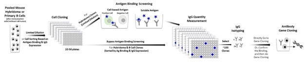 Traditional Antibody Discovery Workflow for Lead Candidate Generation. After antigen immunization, pooled mouse hybridoma cells (post fusion) or primary mouse B cells are grown in microtiter plates using limited dilution or single cell sorting. Primary screening of the cell clones is performed to identify clones with the desired antigen binding characteristics. Positive clones are verified for mouse IgG secretion. Using antigen binding cell sorting methods single cell clones go directly to the IgG quantification step. Typically, the 100 top positive clones are characterized by IgG isotyping. These samples will be used directly for gene cloning or sequencing. Alternatively, the positive clones are tested in functional assays after normalization of IgG content. After further selection by functionality, the selected cell clones will be used to construct antibody expression vectors.