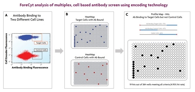 ForeCyt software adeptly analyzes data from multiplexed cell or bead-based screens. Encoded cells (or beads) are discriminated in one channel (y-axis; A), and binding is discriminated in another dimension (x-axis). Heatmaps for each cell line (2 in this example) show wells in which binding occurred (B). The ProfileMap feature in ForeCyt software combines data from all selected assay parameters to show which wells meet the criteria specified for each parameter (C). In this example, wells that had binding to target cells (/>75%) and control cells (<47%) as well as cell viability (>65%) are considered, and only wells meeting the 3 criteria are colored.