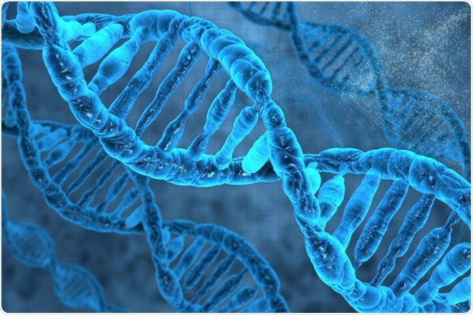 DNA Strands. Image Credit: Vitstudio / Shutterstock