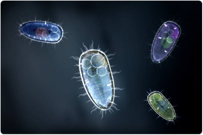 Protozoons / unicellular organisms - Image Credit: Christoph Burgstedt / Shutterstock