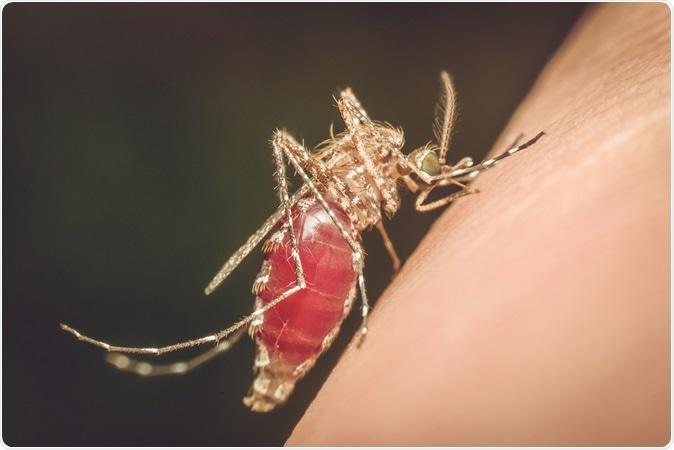 Macro of mosquito (Aedes aegypti) sucking blood close up on the human skin. Mosquito is carrier of Malaria. Image Credit: PongMoji / Shuttterstock