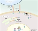 Notch Signaling and Diseases