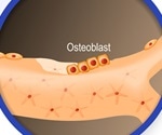 What are Osteoblasts?