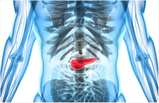 3D illustration of Pancreas - part of digestive system, medical concept. Image Credit: MDGRPHCS / Shutterstock