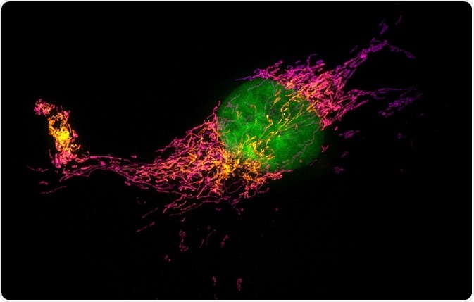 Super-resolution view of cells