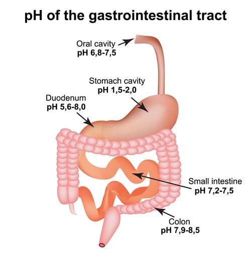 pH of the gastrointestinal tract. Esophagus, stomach, duodenum, small intestine, colon. Image Credit: Timonina / Shutterstock