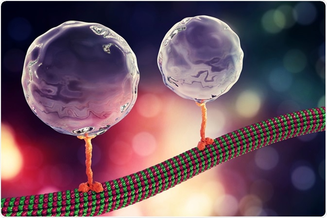 Intracellular transport, kinesin motor proteins transport molecules moving across microtubules, 3D illustration. Image Credit: Kateryna Kon / Shutterstock