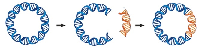 A bacterial plasmid is a small DNA molecule that are commonly used bacterial cloning. The cloning plasmids contain a site for a DNA insert. Image Credit: Soleil Nordic / Shutterstock
