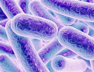 Researchers identify a way to block Listeria infections