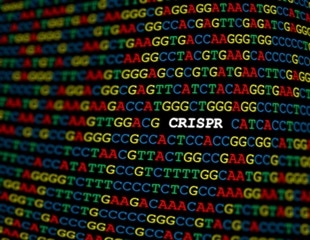 Penn researchers use CRISPR/Cas9 gene targeting approach to treat hemophilia B in mice