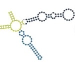 Long non-coding RNA (Lnc RNA)