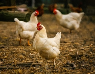 Researchers develop an improved way to test potential vaccines against bird flu