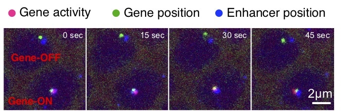 A time series of images reveals how a DNA segment known as an enhancer can turn on, or activate, its target gene.