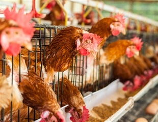 Vaccination remains crucial for preventing avian influenza spread, says study
