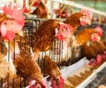 How does the highly pathogenic bird flu virus spread to new countries?