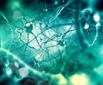 Researchers find protein associated with brain cell death