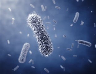 Scientists unravel iron-based memory mechanism in bacteria